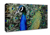 Peacock Stare Canvas Wall Art