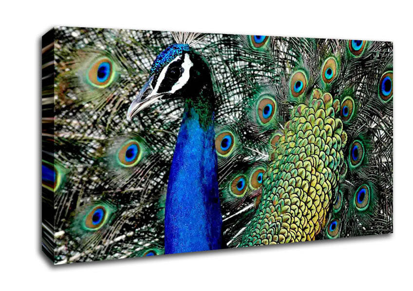 Peacock Stare Canvas Wall Art
