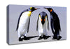 Penguin Shame Canvas Wall Art