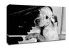 Piano Pup Canvas Wall Art