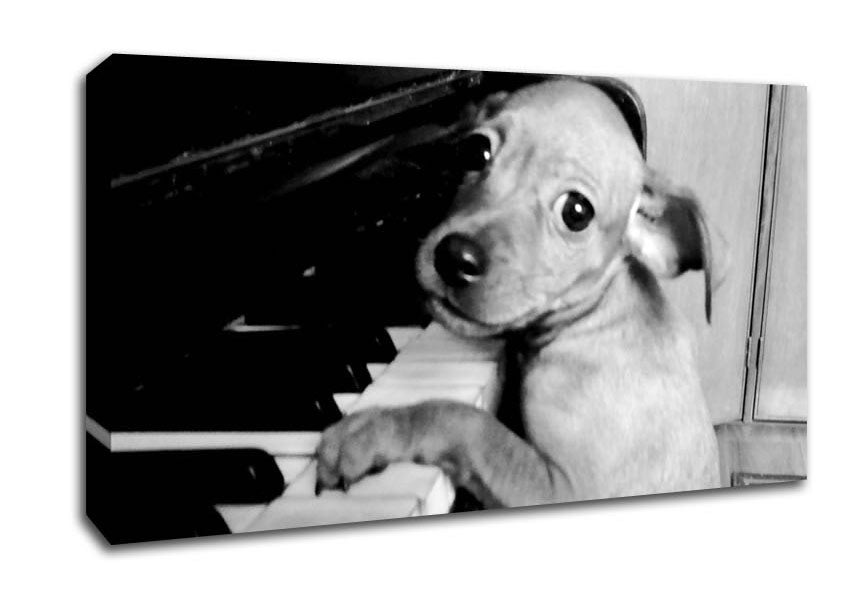 Piano Pup Canvas Wall Art