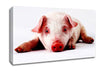 Pig Portrait Canvas Wall Art