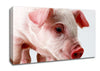 Pink Pig Canvas Wall Art