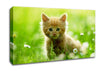 Playful Kitten Canvas Wall Art