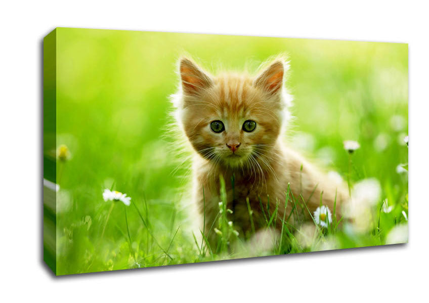 Playful Kitten Canvas Wall Art