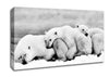 Polar bear Family Canvas Wall Art