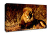 Proud African Lion Canvas Wall Art