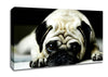 Pug Canvas Wall Art