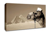 Pyramid Camel Canvas Wall Art