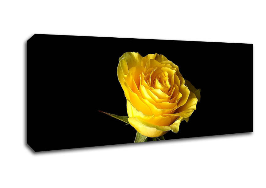 Yellow Rose On Black Background Canvas Wall Art