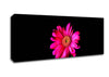 Hot Pink Gerber Daisy Canvas Wall Art