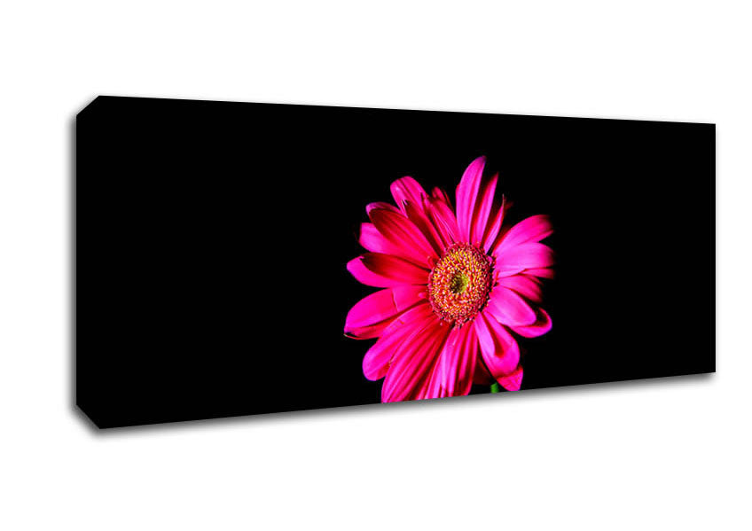 Hot Pink Gerber Daisy Canvas Wall Art