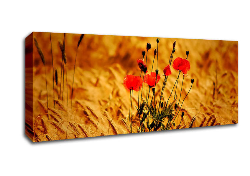 Poppies 3 Canvas Wall Art