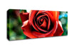 Beautiful Rose In The Garden Canvas Wall Art