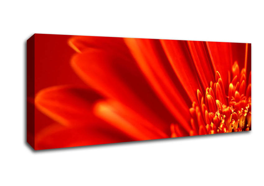 Red Orange Gerbera Petals Canvas Wall Art