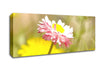 Beautiful Summer Pink Flower Canvas Wall Art