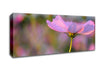 Another Side Of A Poppy Canvas Wall Art