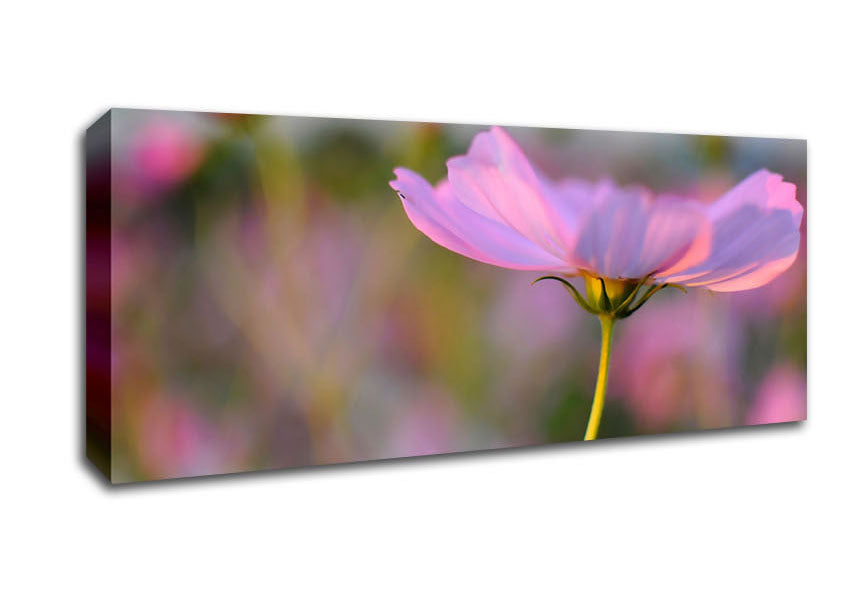 Another Side Of A Poppy Canvas Wall Art