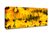Black Eyed Susan Flowers Canvas Wall Art