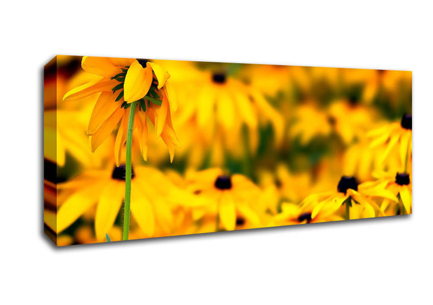 Black Eyed Susan Flowers Canvas Wall Art