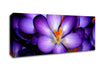 Crocuses Purple Canvas Wall Art