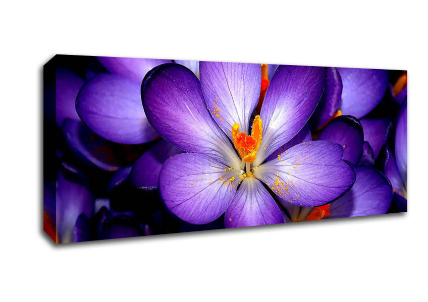 Crocuses Purple Canvas Wall Art