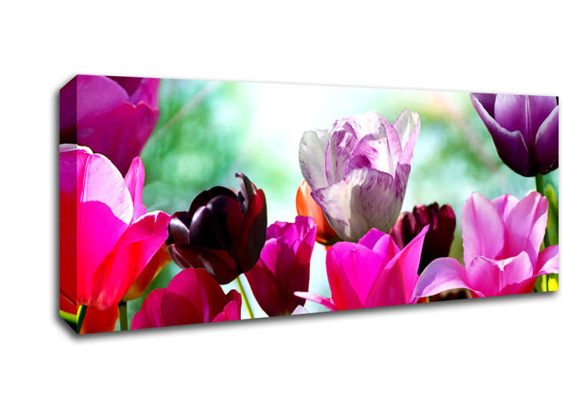 A bloom Of Coloured Tulips Canvas Wall Art