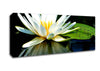 White Water Lily Reflection Canvas Wall Art