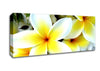 White Yellow Flowers Canvas Wall Art