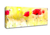 Poppy Sunlight Canvas Wall Art