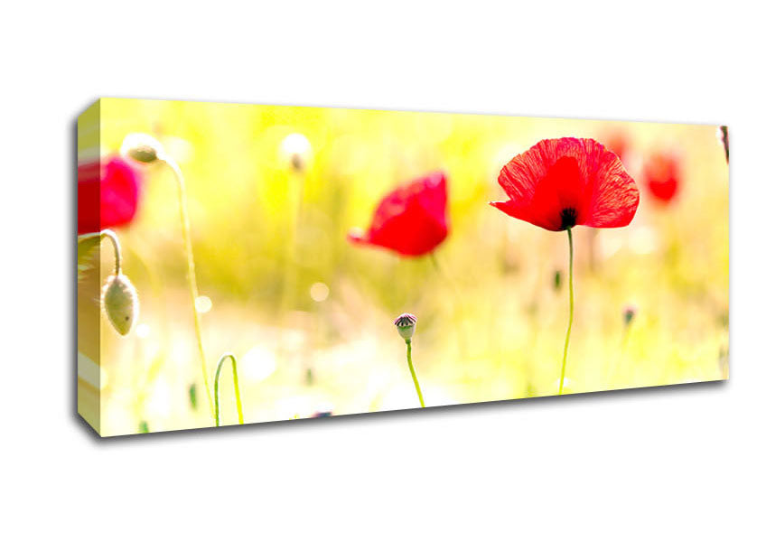 Poppy Sunlight Canvas Wall Art