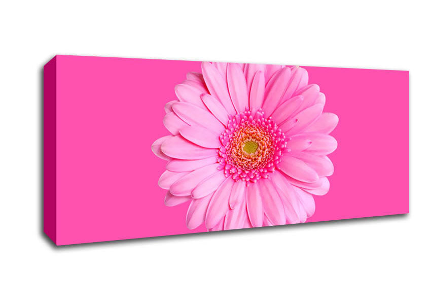 Baby Pink On Pink Gerbera Canvas Wall Art