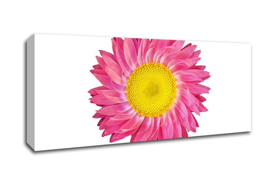 Pink Daisy Twist Canvas Wall Art