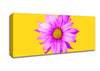 Pink Daisy On Yellow Canvas Wall Art