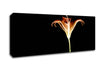X-Ray Orange Canvas Wall Art