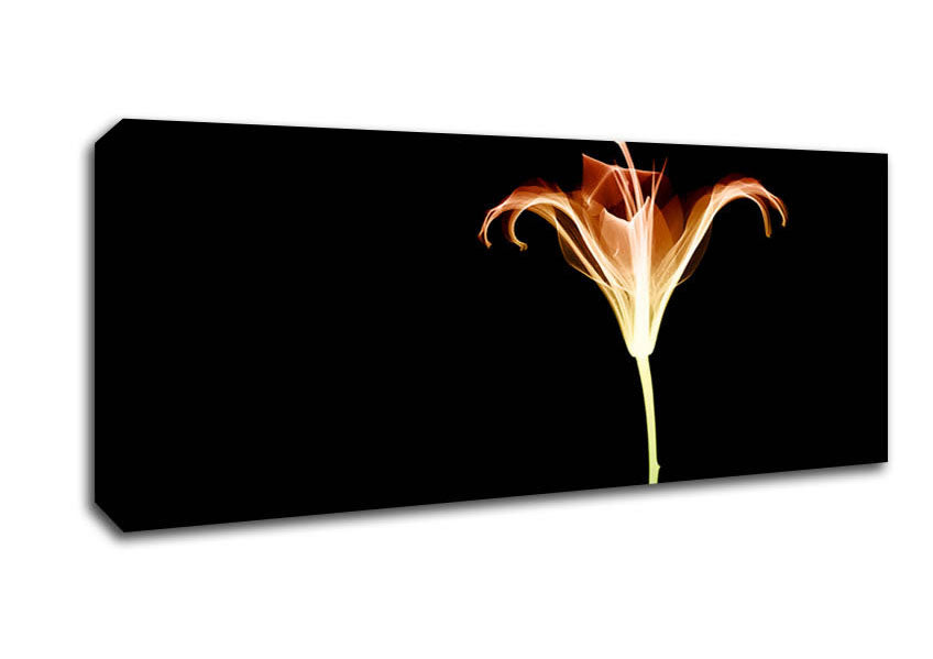 X-Ray Orange Canvas Wall Art