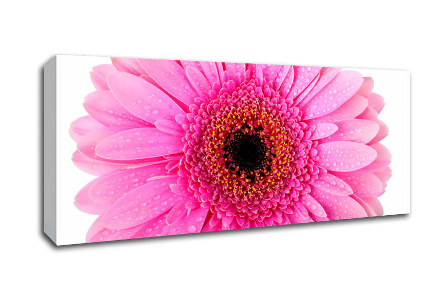 Baby Pink Dew Drop Gerbera Canvas Wall Art