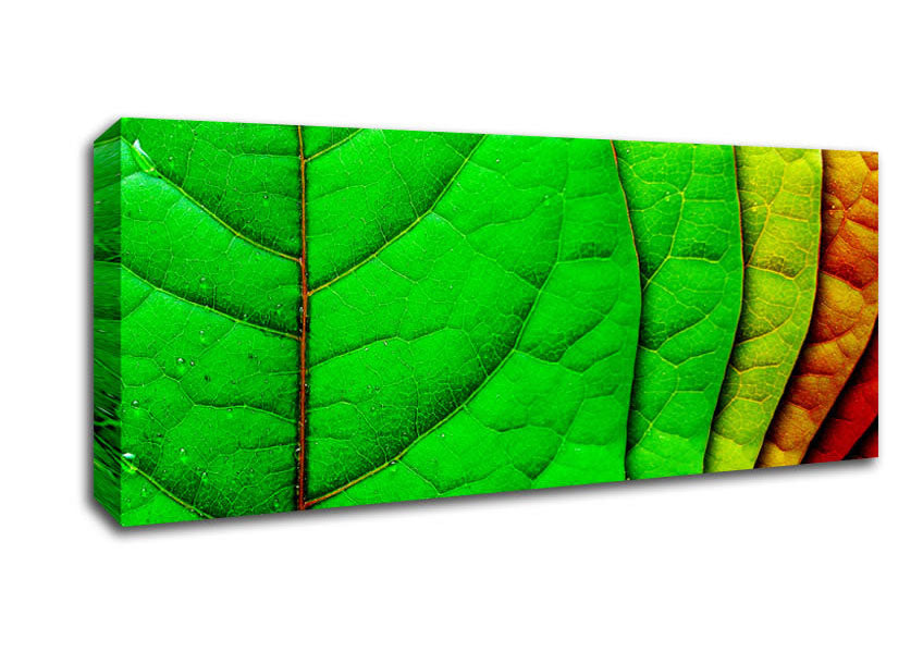 Colour Of Leaves Canvas Wall Art