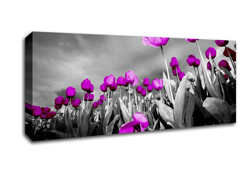 Purple Tuilp Skies B n W Canvas Wall Art