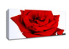 Red Rose In Bloom Canvas Wall Art