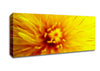 Yellow Beauty Canvas Wall Art