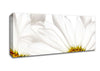 White Daisy Petals Canvas Wall Art