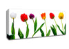 Colours Of Tulips Canvas Wall Art