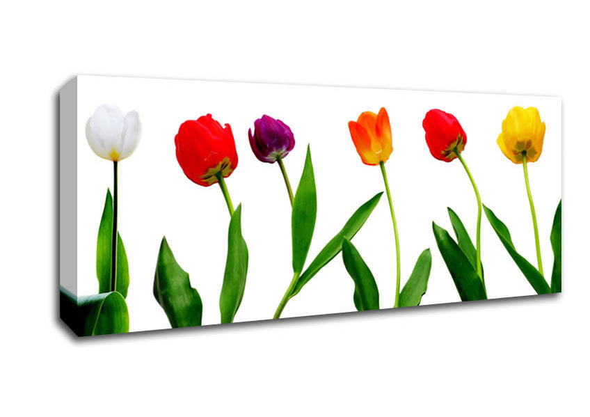 Colours Of Tulips Canvas Wall Art