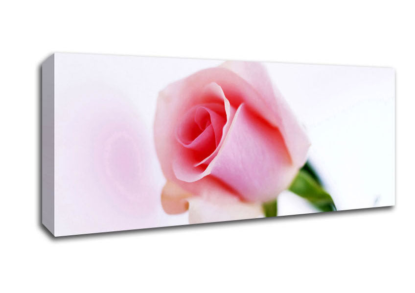 Single Pink Rose Bud Canvas Wall Art