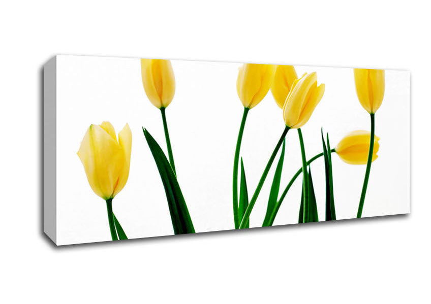 Yellow Tulip March Canvas Wall Art