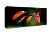 Orange Leaves In Sunlight Canvas Wall Art