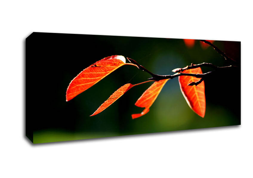 Orange Leaves In Sunlight Canvas Wall Art