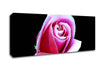 Pink Rose On Black Canvas Wall Art