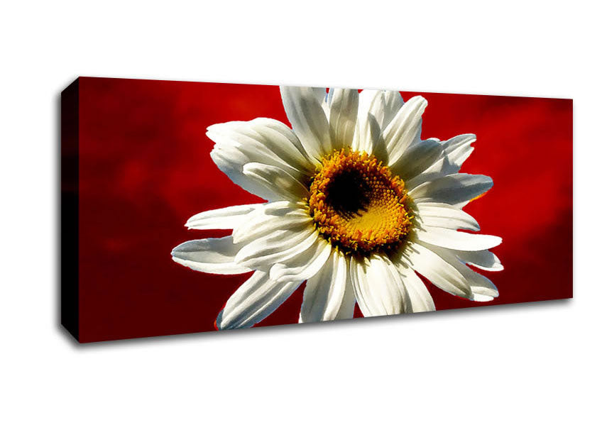 White Daisy On Red Canvas Wall Art